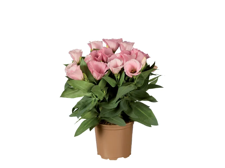 Eustoma  in offerta da Lidl